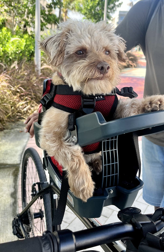 Chewy’s Big Adventures (Powered by Tiny Legs and a BuddyRider®)