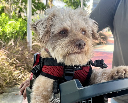 Chewy’s Big Adventures (Powered by Tiny Legs and a BuddyRider®)
