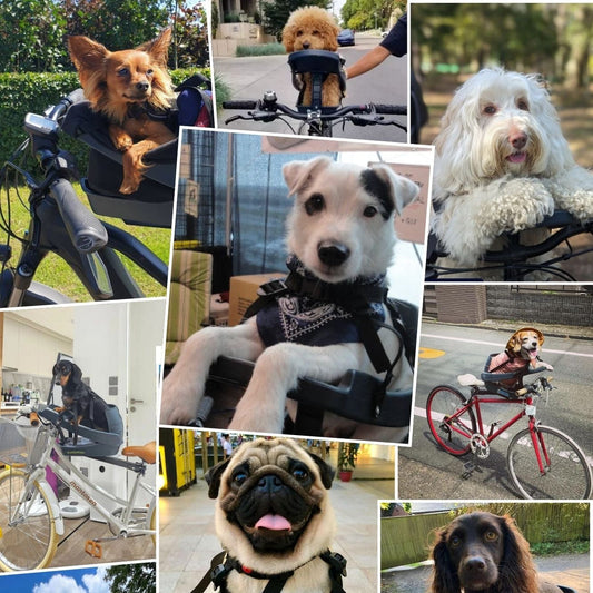 Pet Bike Basket vs. BuddyRider®: Which Is Better?
