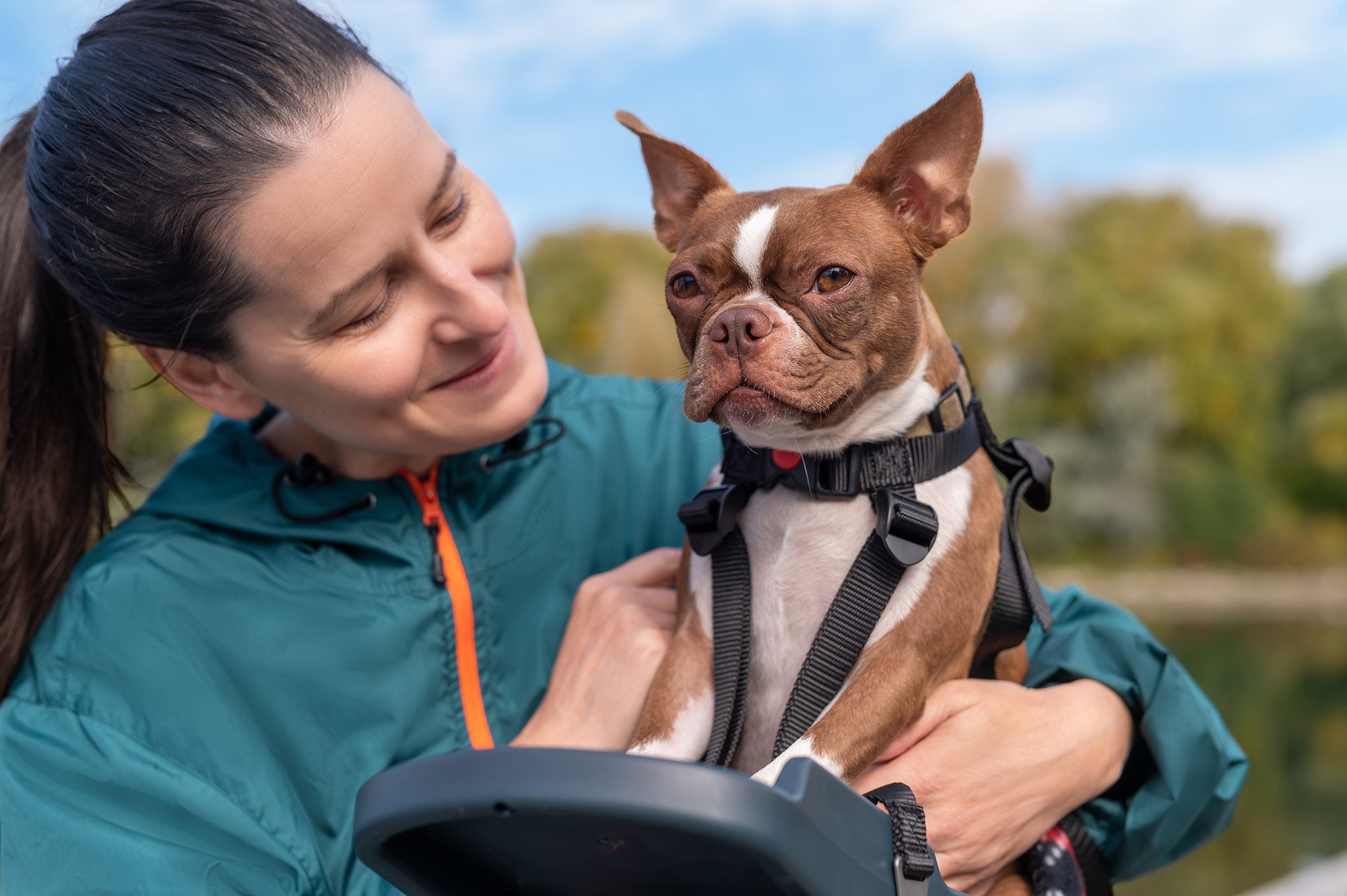 Buddy rider clearance dog