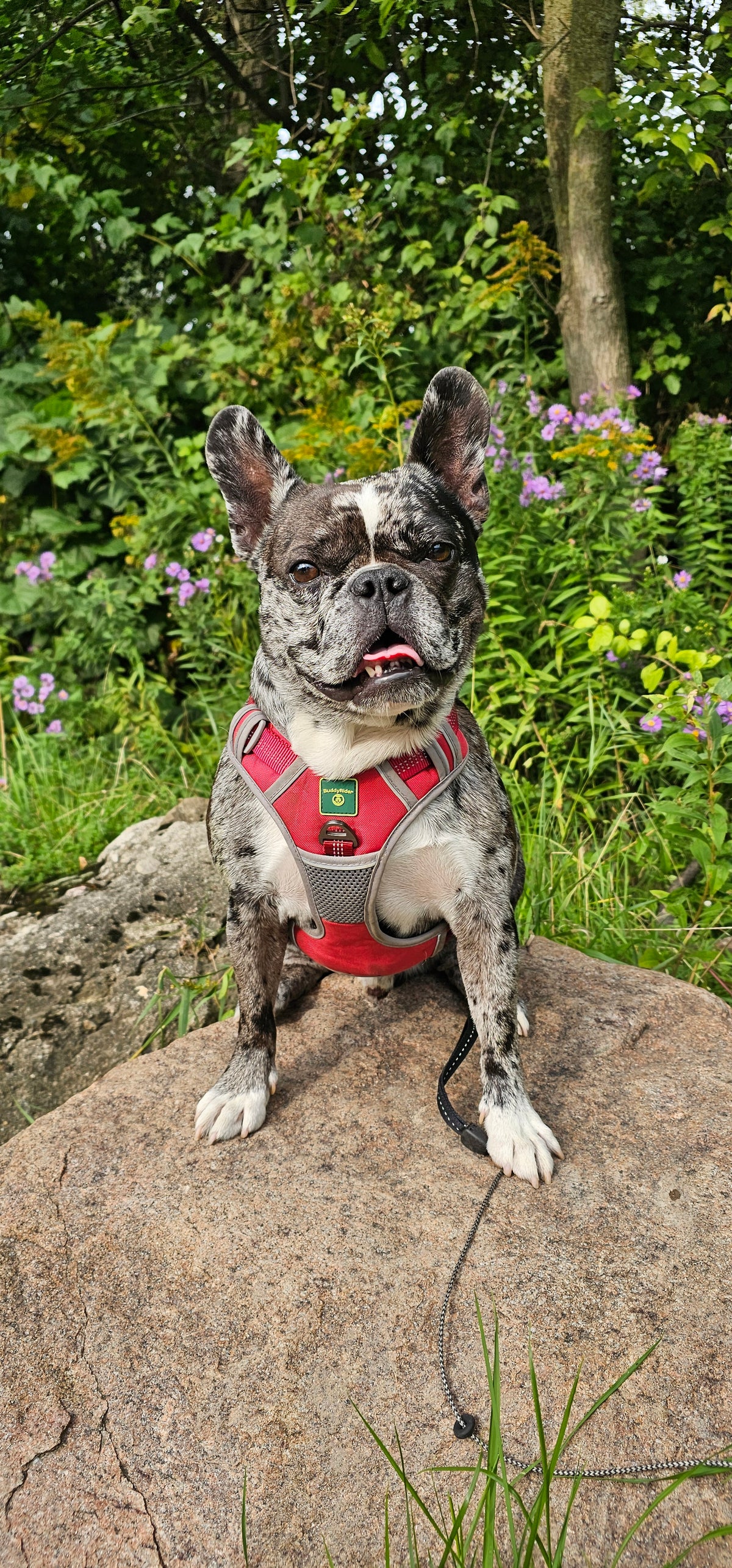 BuddyRider® Harness