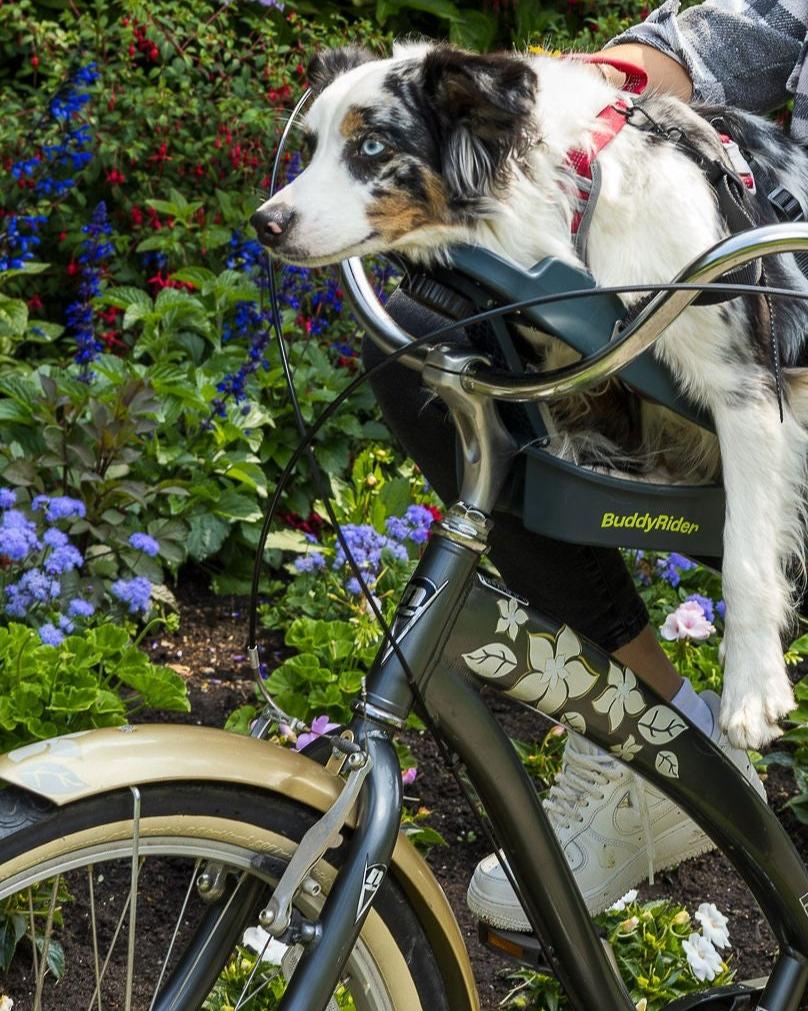 Dog bike holder best sale