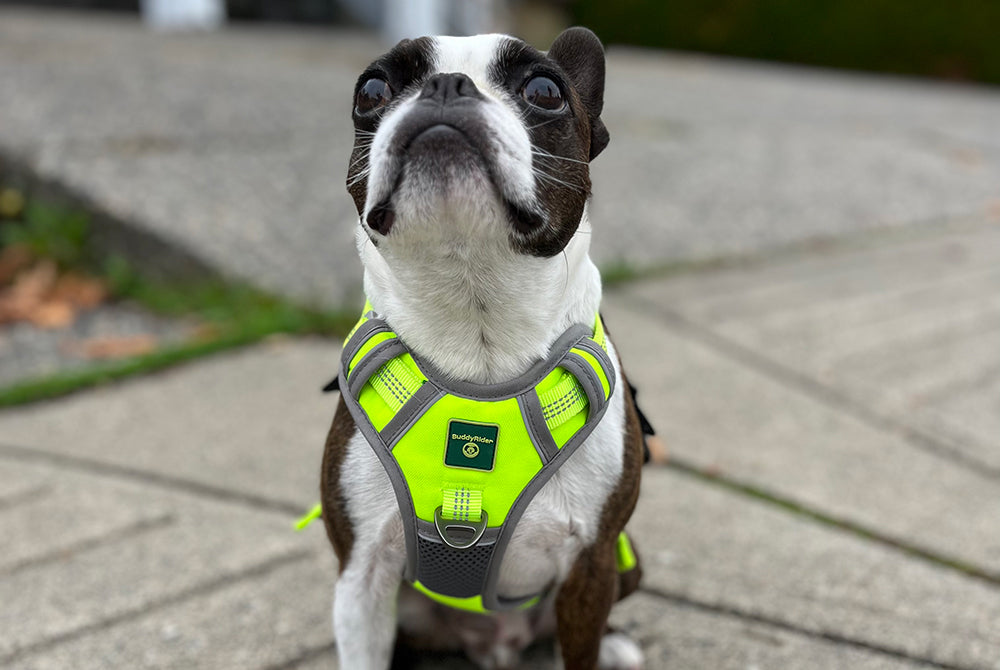 BuddyRider® Harness