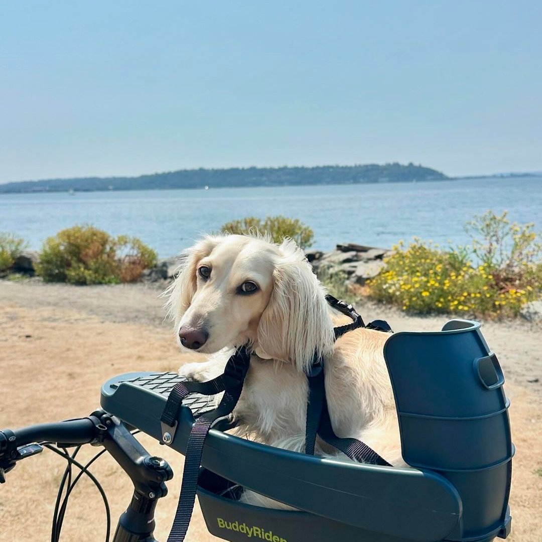 Dog carrier for bicycle rear best sale