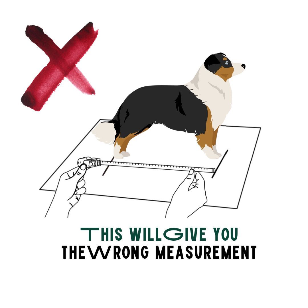 BuddyRider® Series w/ Rigid-Arm